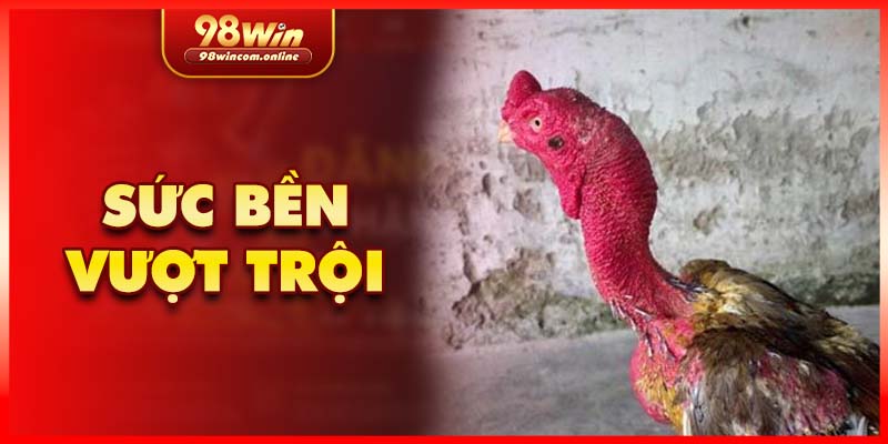 Sức bền vượt trội của giống chiến kê này